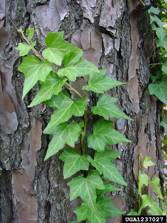 Invasives in Your Woodland English Ivy University of Maryland Extension